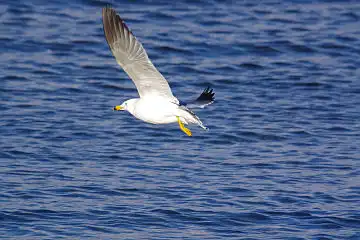 AFボーグ BORG71FLで撮影した野鳥・ウミネコの写真画像