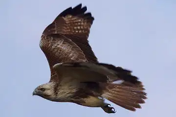 AFボーグ BORG71FLで撮影した野鳥・ノスリの写真画像