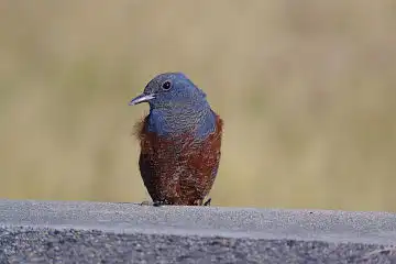 AFボーグ BORG71FLで撮影した野鳥・イソヒヨドリの写真画像