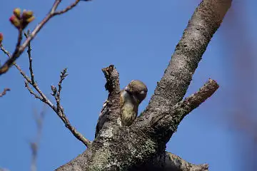 AFボーグ BORG71FLで撮影した野鳥・コゲラの写真画像