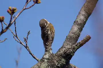 AFボーグ BORG71FLで撮影した野鳥・コゲラの写真画像