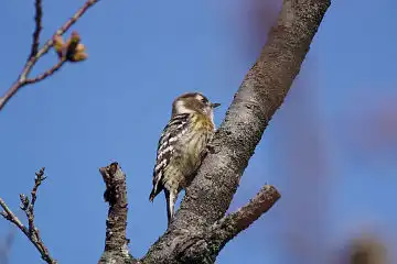 AFボーグ BORG71FLで撮影した野鳥・コゲラの写真画像