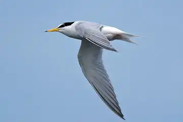 AFボーグ BORG71FLで撮影した野鳥・コアジサシの写真画像