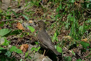 AFボーグ BORG71FLで撮影した野鳥・クロツグミの写真画像