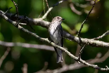 AFボーグ BORG71FLで撮影した野鳥・エゾビタキの写真画像