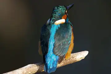 AFボーグ BORG71FLで撮影した野鳥・カワセミの写真画像