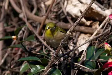 AFボーグ BORG77EDⅡで撮影した野鳥・メジロの写真画像