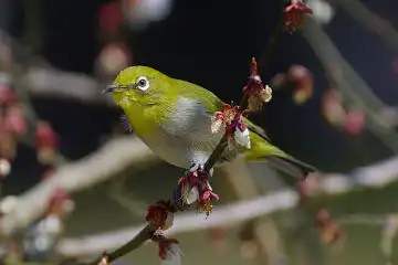 AFボーグ BORG77EDⅡで撮影した野鳥・メジロの写真画像