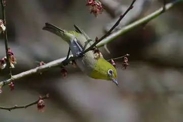 AFボーグ BORG77EDⅡで撮影した野鳥・メジロの写真画像