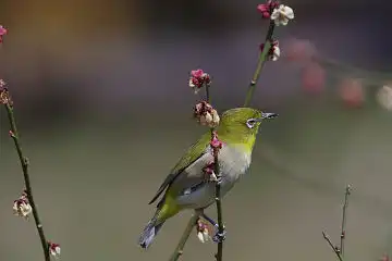 AFボーグ BORG77EDⅡで撮影した野鳥・メジロの写真画像