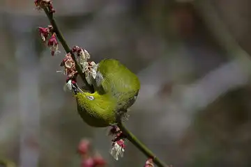 AFボーグ BORG77EDⅡで撮影した野鳥・メジロの写真画像