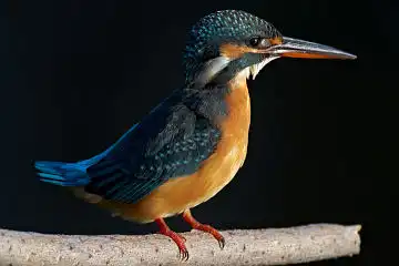 AFボーグ BORG77EDⅡで撮影した野鳥・カワセミの写真画像