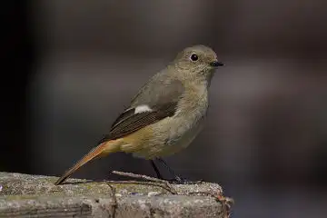 AFボーグ BORG77EDⅡで撮影した野鳥・ジョウビタキの写真画像