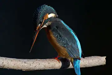 AFボーグ BORG77EDⅡで撮影した野鳥・カワセミの写真画像