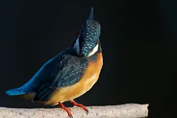 AFボーグ BORG77EDⅡで撮影した野鳥・カワセミの写真画像