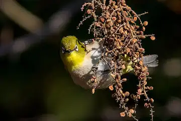 AFボーグ BORG89EDで撮影した野鳥・メジロの写真画像