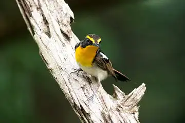 AFボーグ BORG89EDで撮影した野鳥・キビタキの写真画像