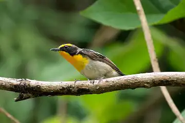 AFボーグ BORG89EDで撮影した野鳥・キビタキの写真画像