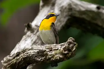 AFボーグ BORG89EDで撮影した野鳥・キビタキの写真画像