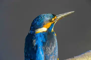 AFボーグ BORG89EDで撮影した野鳥・カワセミの写真画像