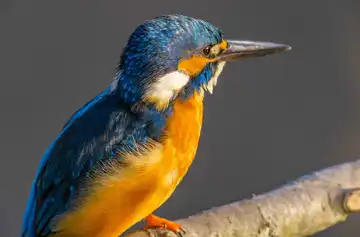 AFボーグ BORG89EDで撮影した野鳥・カワセミの写真画像