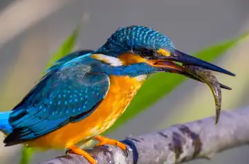 AFボーグ BORG89EDで撮影した野鳥・カワセミの写真画像