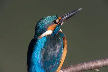 AFボーグ BORG89EDで撮影した野鳥・カワセミの写真画像