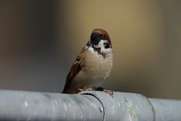 AFボーグ BORG89EDで撮影した野鳥・スズメの写真画像