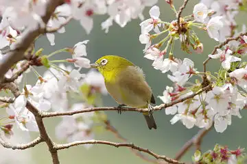 AFボーグ BORG89EDで撮影した野鳥・メジロの写真画像