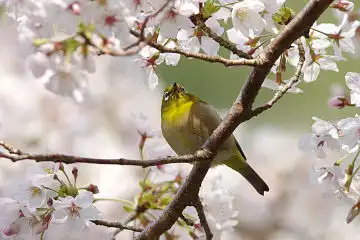 AFボーグ BORG89EDで撮影した野鳥・メジロの写真画像