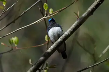 AFボーグ BORG89EDで撮影した野鳥・オオルリの写真画像