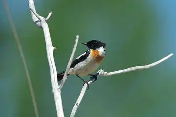 AFボーグ BORG90FLで撮影した野鳥・ノビタキの写真画像