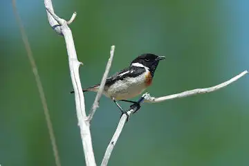 AFボーグ BORG90FLで撮影した野鳥・ノビタキの写真画像