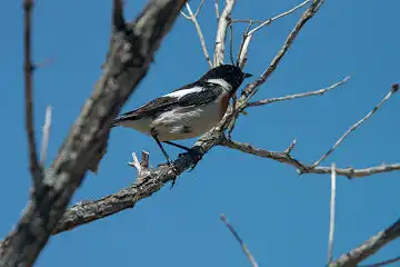 AFボーグ BORG90FLで撮影した野鳥・ノビタキの写真画像