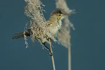 AFボーグ BORG90FLで撮影した野鳥・オオヨシキリの写真画像