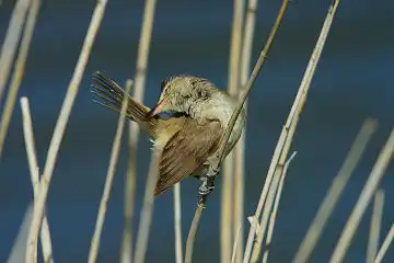 AFボーグ BORG90FLで撮影した野鳥・オオヨシキリの写真画像