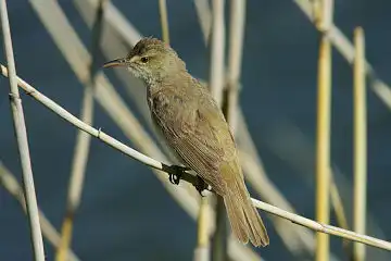 AFボーグ BORG90FLで撮影した野鳥・オオヨシキリの写真画像