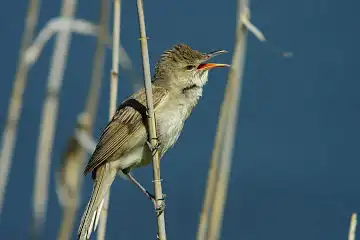 AFボーグ BORG90FLで撮影した野鳥・オオヨシキリの写真画像
