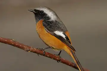 AFボーグ BORG90FLで撮影した野鳥・ジョウビタキの写真画像