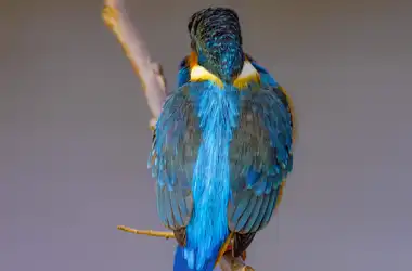 AFボーグ BORG90FLで撮影した野鳥・カワセミの写真画像