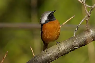 AFボーグ BORG90FLで撮影した野鳥・ジョウビタキの写真画像