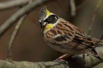 AFボーグ BORG90FLで撮影した野鳥・ミヤマホオジロの写真画像