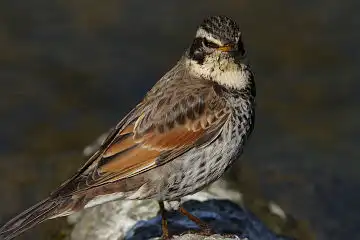 AFボーグ BORG90FLで撮影した野鳥・ツグミの写真画像