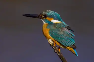 AFボーグ BORG90FLで撮影した野鳥・カワセミの写真画像