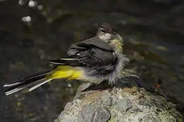 AFボーグ BORG90FLで撮影した野鳥・キセキレイの写真画像