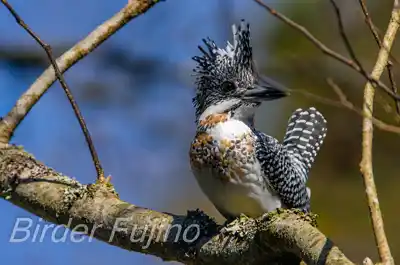AFボーグ BORG90FLで撮影した野鳥・ヤマセミの写真画像