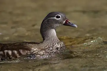 AFボーグ BORG90FLで撮影した野鳥・オシドリの写真画像