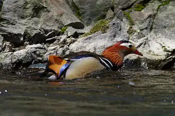 AFボーグ BORG90FLで撮影した野鳥・オシドリの写真画像