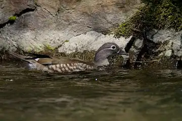 AFボーグ BORG90FLで撮影した野鳥・オシドリの写真画像