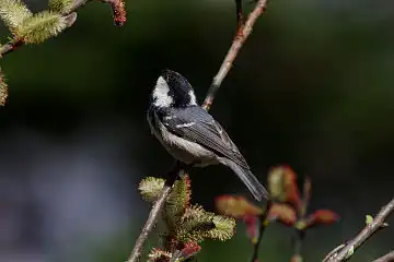 AFボーグ BORG90FLで撮影した野鳥・ヒガラの写真画像
